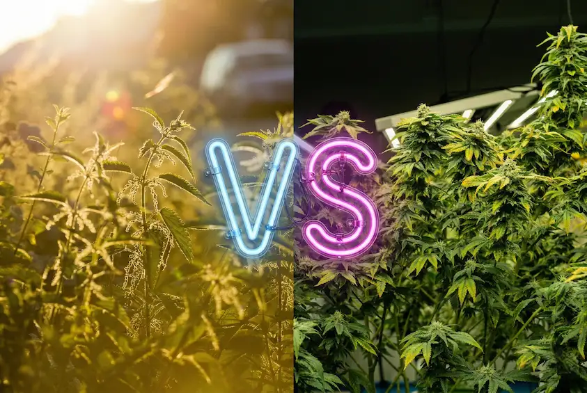 Indoor vs Outdoor vs Greenhouse