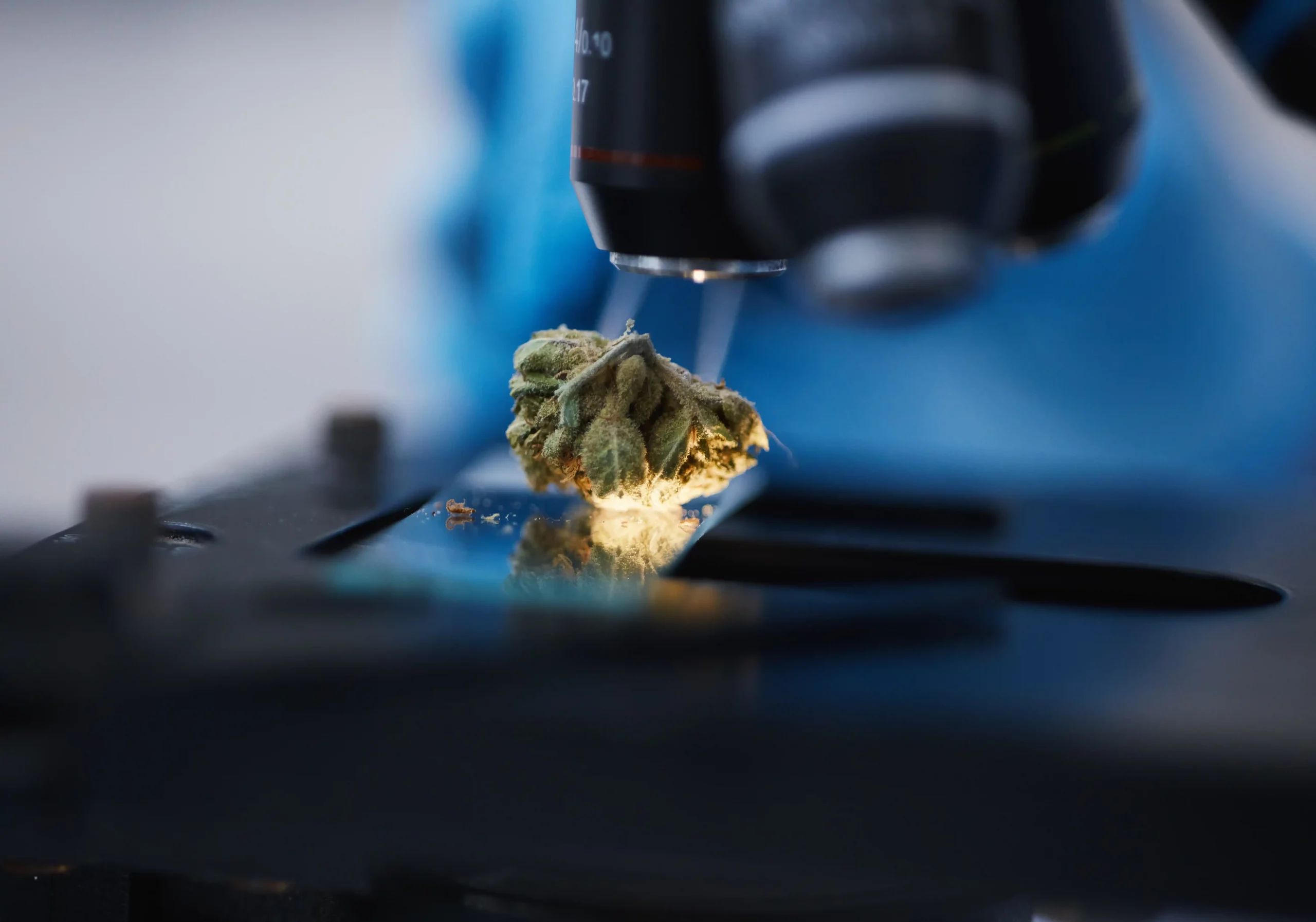Medical marijuana microscope or cannabis plant in 2026 01 09 09 28 36 utc
